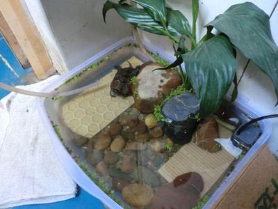 龙鱼缸养龟：关于鱼缸养龟的问题