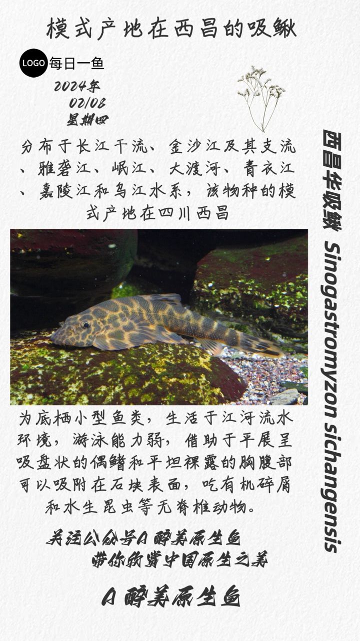 西昌华吸鳅：分布长江干流