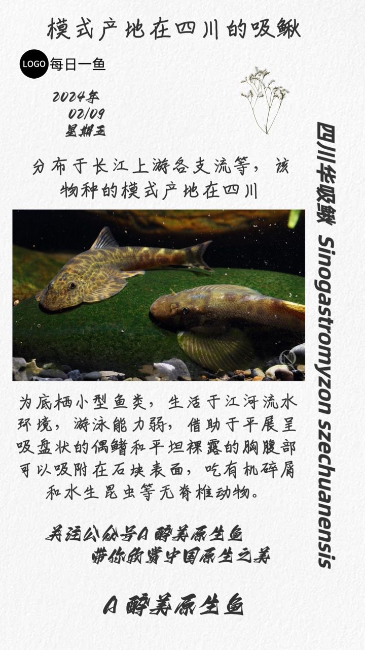 四川华吸鳅：分布在长江干流