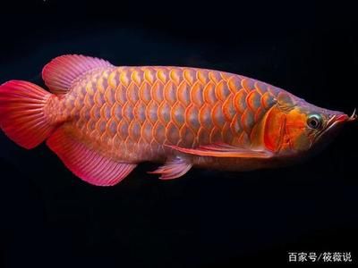 最漂亮的红龙鱼品种是什么名字：十大最漂亮的红龙鱼品种