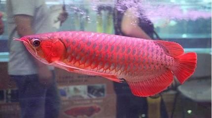 红龙鱼的颜色为什么不红而且发黄是什么颜色：红龙鱼为什么颜色不红且发黄
