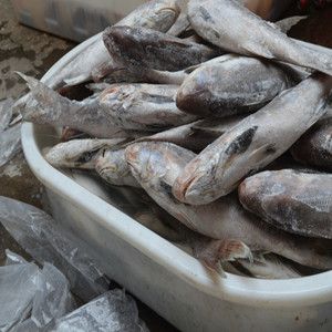 帝龙渔业批发：帝龙渔业专注龙鱼养殖、销售