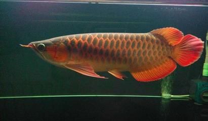 红龙鱼成长过程记录：红龙鱼成长记