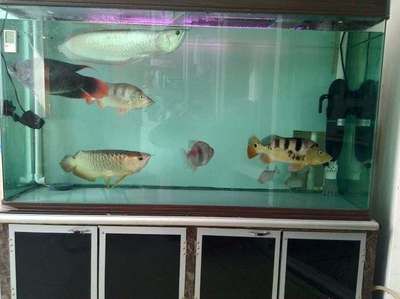 印尼红龙鱼多大发色最好看：印尼红龙鱼在体长达25公分时开始发色了