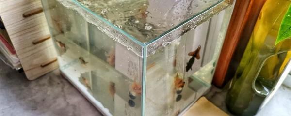 60长的鱼缸适合养什么鱼：60厘米的鱼缸适合养什么样的鱼？