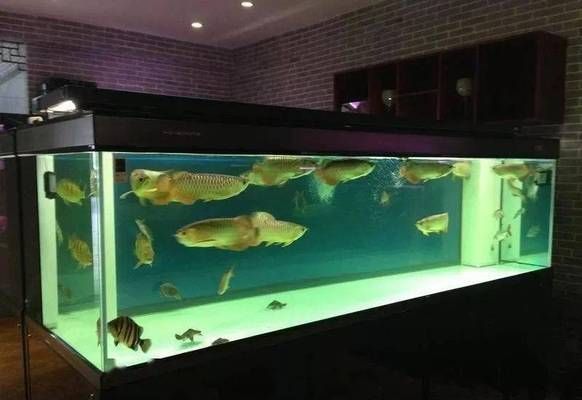 60宽的鱼缸实际上有多宽：60宽的鱼缸实际宽度是60厘米