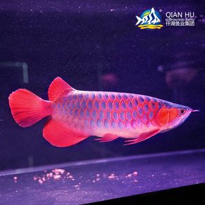 印尼野生龙鱼品种有哪些：印尼野生赤血红龙