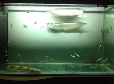 90的鱼缸能养银龙吗：90厘米宽度的银龙鱼可以饲养成年的银龙鱼吗