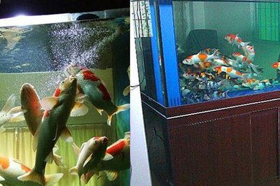 4条鱼放三个鱼缸有几种方法：4条鱼放三个鱼缸的数学原理