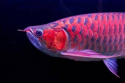 福龙鱼是什么品种的虾：福龙鱼和虾的区别 龙鱼百科 第3张