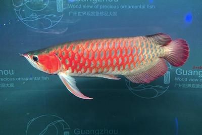 2020年广州世界观赏鱼珍品大观：2020年广州世界观赏鱼珍品大观活动在海心沙亚运公园举行