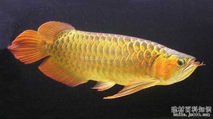 魟鱼什么品种最便宜又好养：皇冠太空甜甜圈黑白魟适合生活在弱酸性水质中的魟鱼