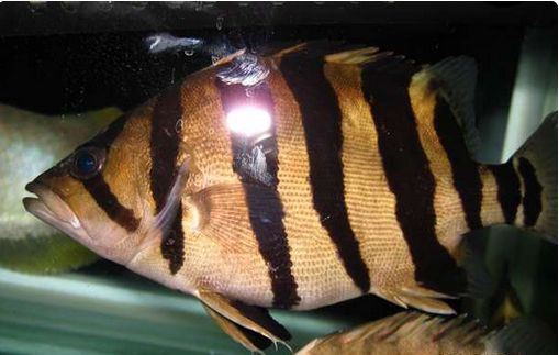 三纹虎鱼吃啥：三纹虎鱼可以吃吗，三纹虎鱼吃啥鱼，三纹虎鱼吃啥 印尼三纹虎 第2张