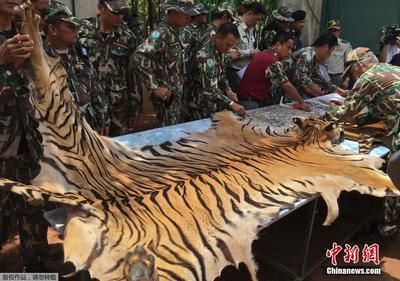 野生泰虎：泰国野生泰虎面临严重生存威胁，保护工作仍需继续加强 泰国虎鱼 第3张