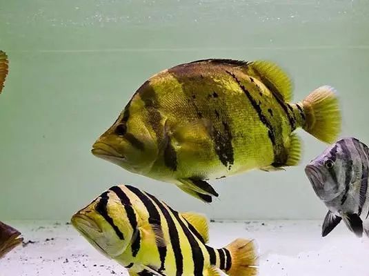 苏虎鱼好养吗怎么养的好一点图片欣赏：苏虎鱼养殖方法和注意事项