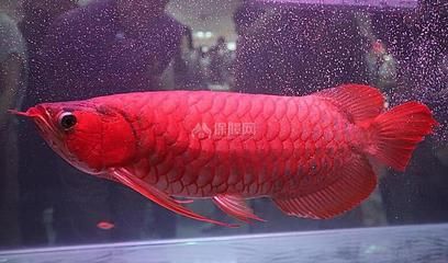 孟吉尔赤液红龙：孟吉尔赤液红龙是一种高品质、高品质、高价值的红龙鱼