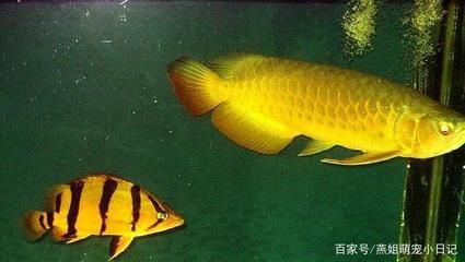 泰国虎鱼和什么鱼混养好看一点的：泰国虎鱼与什么鱼混养好看一点的