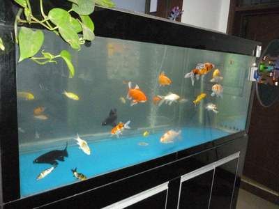 1.8米的鱼缸养什么鱼最好：1.8米的鱼缸养什么鱼好