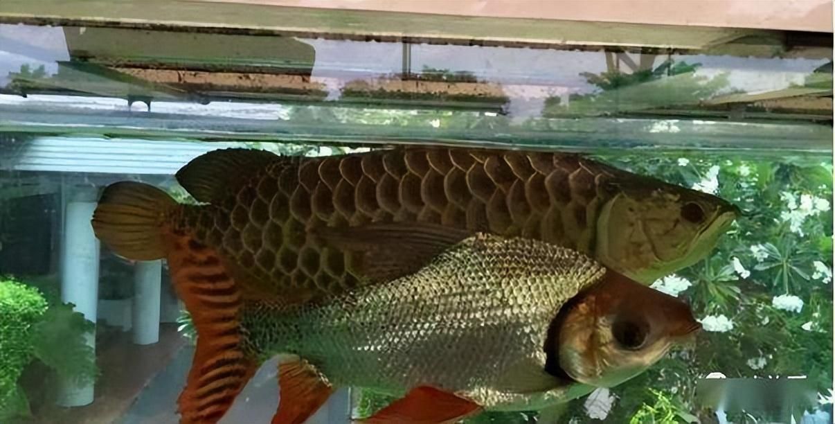 苏虎鱼和泰虎鱼哪个好养些：泰国虎鱼和苏门答腊虎鱼哪个好养些