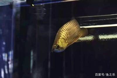 皇冠魟鱼一年繁殖几次：皇冠魟鱼的繁殖周期