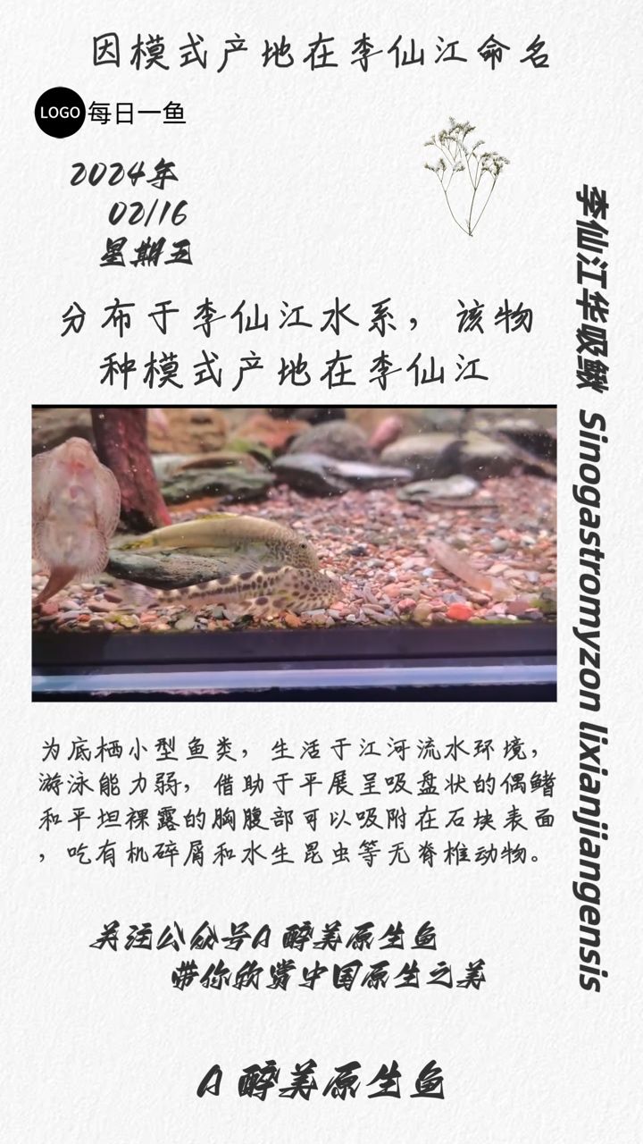 李仙江华吸鳅：分布在李仙江水系