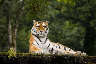 苏门答腊虎跟印尼虎的区别：苏门答腊虎与印尼虎的区别