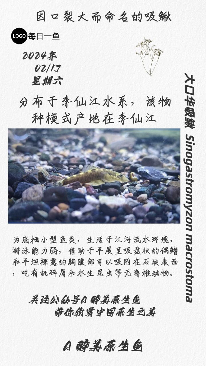 大口华吸鳅：分布在李仙江