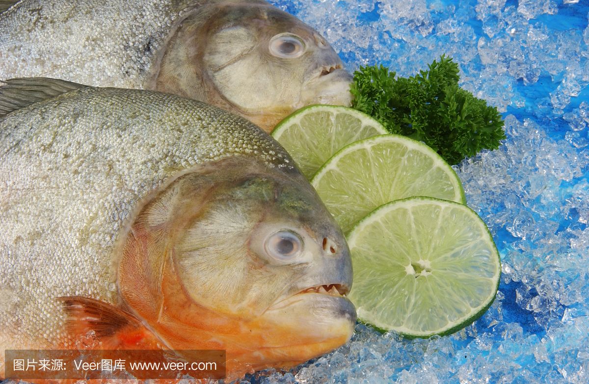 苏虎鱼喜欢吃什么东西图片：苏虎鱼喜欢吃什么东西
