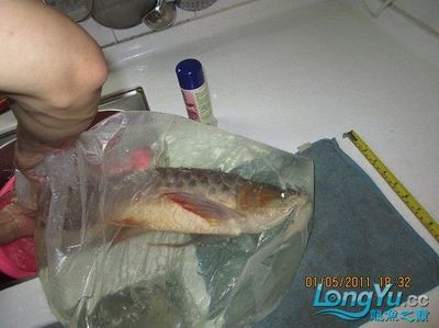 给龙鱼做手术需要准备什么东西吃：给龙鱼做手术需要准备什么