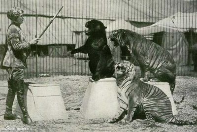 苏门答腊虎体型记录贴吧：苏门答腊虎是一种食肉目猫科豹属的动物