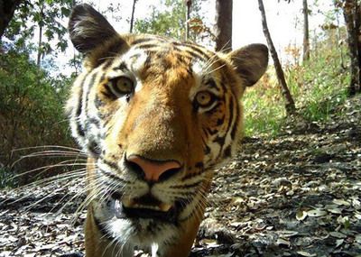 泰国国家公园野生虎数量回升：泰国国家公园的野生虎数量回升