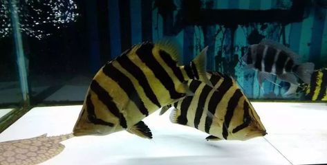 苏虎泰虎印尼虎：苏虎、泰虎、泰虎和印尼虎的区别，苏虎鱼和印尼虎的区别