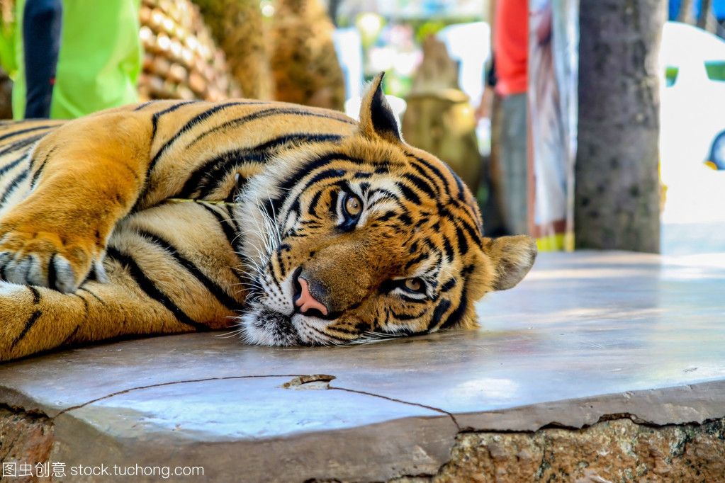泰国老虎动物园：泰国老虎动物园是一个允许游客与老虎亲密接触的动物园