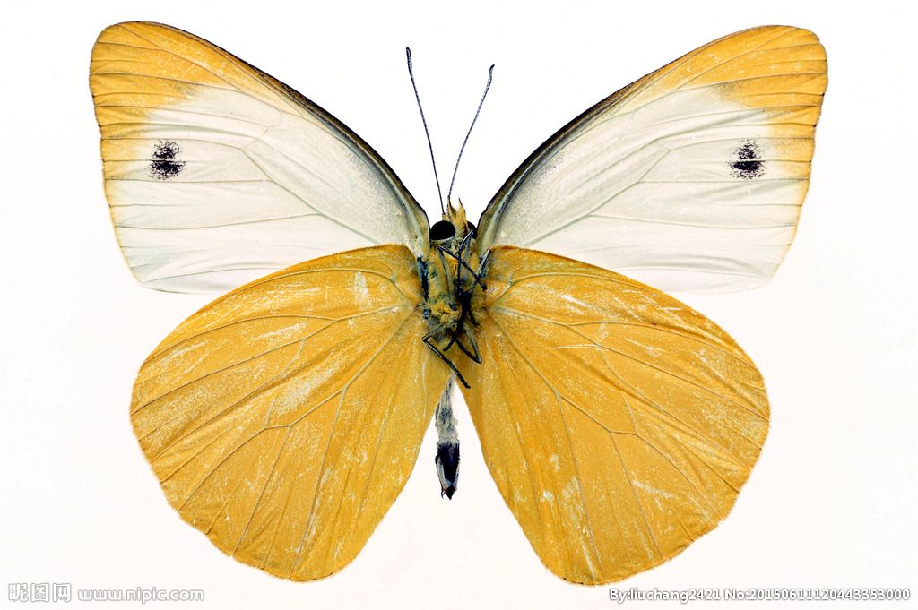 彩蝶和蝴蝶区别：彩蝶和蝴蝶之间的具体区别