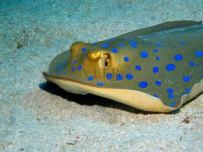 蓝色魟鱼：蓝色魔鬼鱼是一种生活在太平洋流域的雀鲷科属鱼种