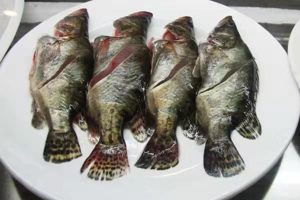 泰国虎鱼的做法和吃法：泰国虎鱼烹饪方法和吃法和吃法和吃法和吃法和吃法