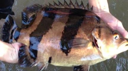 野生泰虎鱼：野生泰虎鱼是一种原生态的观赏鱼种，原产于泰国，