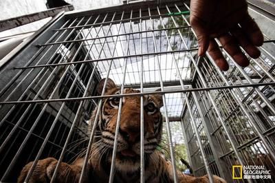 泰国虎图片：有关于泰国虎的图片资源