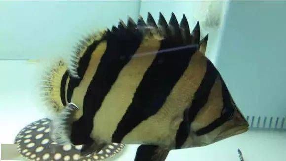 泰虎鱼怎么养殖方法和技巧视频：泰虎鱼怎么养殖方法和技巧