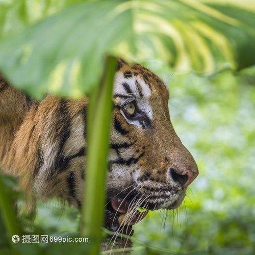 苏门答腊虎的特点：印度尼西亚苏门答腊虎主要分布在印度尼西亚岛的五个国立公园里