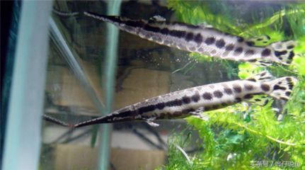 白化火箭鱼能长多大：白化火箭鱼的特征和繁殖
