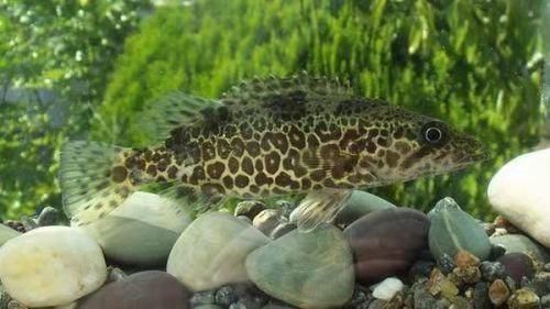 泰国虎鱼用造浪吗：泰国虎鱼可以使用造浪泵来模拟其自然生活环境的好处