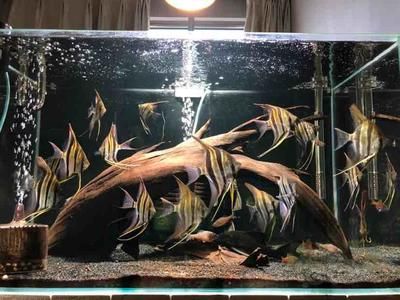 埃及神仙鱼用多大鱼缸养好：埃及神仙鱼饲养缸的选择