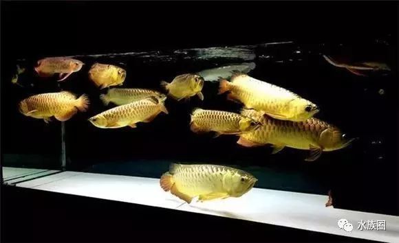 魟鱼龙鱼混养开灯问题：魟鱼和龙鱼混养开灯问题