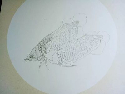 金龙鱼怎么画？：金龙鱼的绘画方法