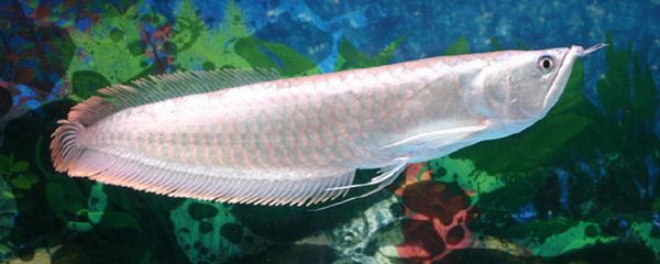银龙鱼和虎鱼：银龙鱼可以与哪些鱼混养？