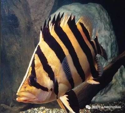 印尼虎鱼怎么开口喂食图片：印尼虎鱼喂食方法和注意事项