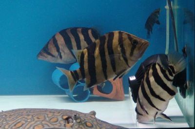 印尼虎鱼多大颜色会稳定起来：关于印尼虎鱼的颜色稳定性的信息：印尼虎鱼的颜色稳定性