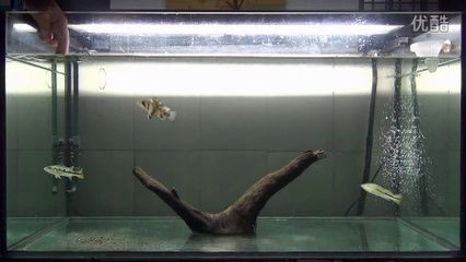 印尼虎鱼需要多大缸：印尼虎鱼对鱼缸有一定的要求，