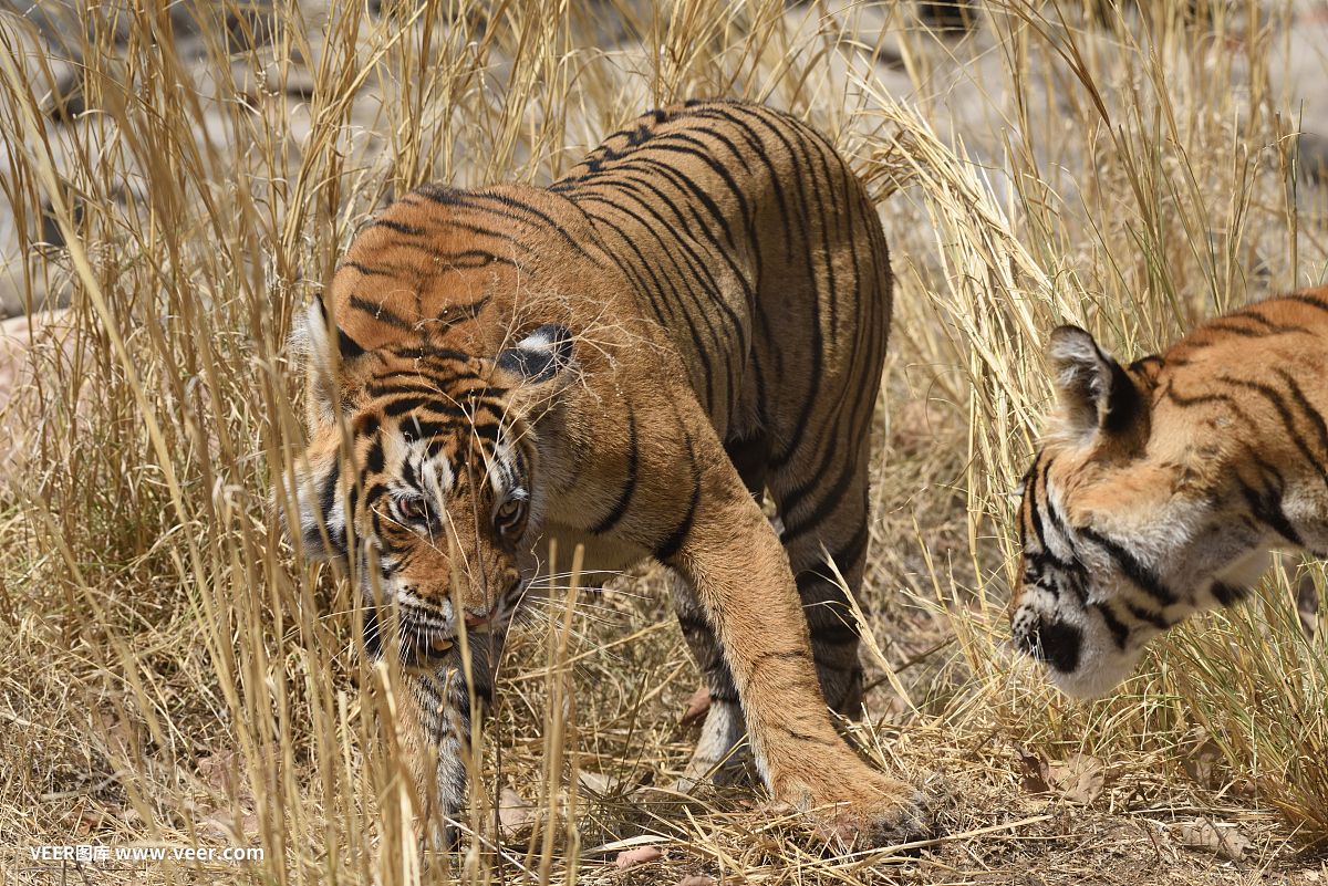 印度的虎：世界上最大的虎亚种——印度老虎